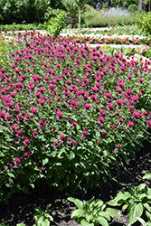 Raspberry Wine Beebalm (Monarda 'Raspberry Wine') at Hunniford Gardens