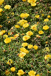 Happy Hour Banana Portulaca (Portulaca grandiflora 'PAS752653') at Hunniford Gardens