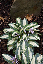 High Society Hosta (Hosta 'High Society') at Hunniford Gardens