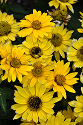 Tuscan Gold False Sunflower (Heliopsis helianthoides 'Inhelsodor') at Hunniford Gardens