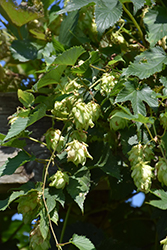 Hops (Humulus lupulus) at Hunniford Gardens