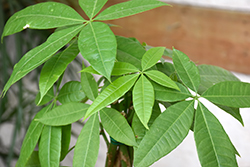 Money Tree (Pachira aquatica) at Hunniford Gardens