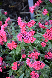 Shrimps On The Barbie Lungwort (Pulmonaria 'Shrimps On The Barbie') at Hunniford Gardens
