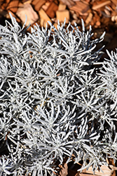 Silver Curry Bush (Helichrysum tianshanicum) at Hunniford Gardens