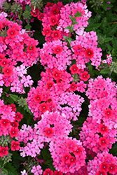 EnduraScape Hot Pink Verbena (Verbena 'Balendopin') at Hunniford Gardens