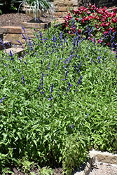 Victoria Blue Salvia (Salvia farinacea 'Victoria Blue') at Hunniford Gardens