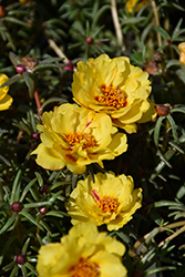 Happy Hour Banana Portulaca (Portulaca grandiflora 'PAS752653') at Hunniford Gardens