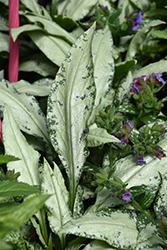 Silver Bouquet Lungwort (Pulmonaria 'Silver Bouquet') at Hunniford Gardens