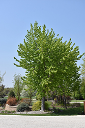 Silver Cloud Silver Maple (Acer saccharinum 'Silver Cloud') at Hunniford Gardens