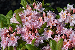 Electric Lights Double Pink Azalea (Rhododendron 'UMNAZ 493') at Hunniford Gardens
