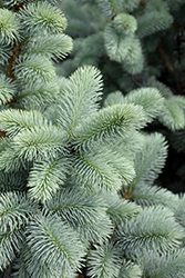 Hoopsii Blue Spruce (Picea pungens 'Hoopsii') at Hunniford Gardens