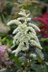 Cappuccino Astilbe (Astilbe x arendsii 'Cappuccino') at Hunniford Gardens