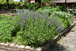 Blue Wild Indigo (Baptisia australis) at Hunniford Gardens