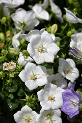 Rapido White Bellflower (Campanula carpatica 'Rapido White') at Hunniford Gardens