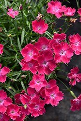 Beauties Kahori Scarlet Pinks (Dianthus 'Kahori Scarlet') at Hunniford Gardens