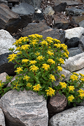 Russian Stonecrop (Sedum kamtschaticum) at Hunniford Gardens