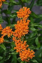 Butterfly Weed (Asclepias tuberosa) at Hunniford Gardens