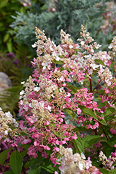 Pinky Winky Hydrangea (tree form) (Hydrangea paniculata 'DVP PINKY') at Hunniford Gardens