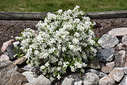 Lotus Moon Pearlbush (Exochorda x macrantha 'Bailmoon') at Hunniford Gardens
