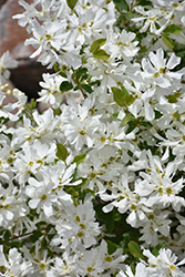 Lotus Moon Pearlbush (Exochorda x macrantha 'Bailmoon') at Hunniford Gardens
