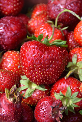 Hecker Strawberry (Fragaria 'Hecker') at Hunniford Gardens