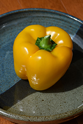 Flavorburst Sweet Pepper (Capsicum annuum 'Flavorburst') at Hunniford Gardens