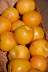 Brookgold Plum (Prunus 'Brookgold') at Hunniford Gardens
