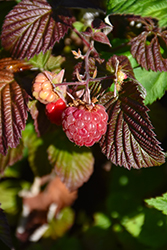 Red Mammoth Raspberry (Rubus 'Red Mammoth') at Hunniford Gardens