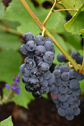 Beta Grape (Vitis 'Beta') at Hunniford Gardens