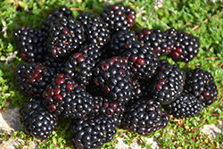 Black Satin Blackberry (Rubus Black Satin) at Hunniford Gardens