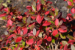 P.J.M. Rhododendron (Rhododendron 'P.J.M.') at Hunniford Gardens