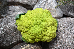 Verdi Cauliflower (Brassica oleracea var. botrytis 'Verdi') at Hunniford Gardens