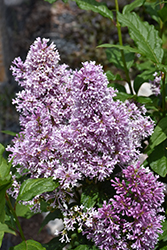 Donald Wyman Lilac (Syringa x prestoniae 'Donald Wyman') at Hunniford Gardens