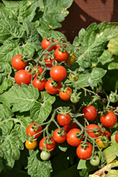 Kitchen Minis Siam Potted Tomato (Solanum lycopersicum 'Kitchen Minis Siam') at Hunniford Gardens