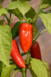 Fresh Bites Red Sweet Pepper (Capsicum annuum 'Fresh Bites Red') at Hunniford Gardens