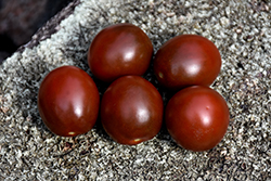Black Cherry Tomato (Solanum lycopersicum 'Black Cherry') at Hunniford Gardens