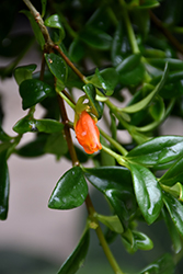 Goldfish Plant (Nematanthus gregarius) at Hunniford Gardens
