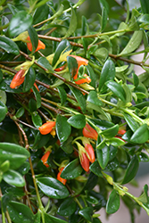 Goldfish Plant (Nematanthus gregarius) at Hunniford Gardens