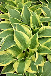 Wide Brim Hosta (Hosta 'Wide Brim') at Hunniford Gardens
