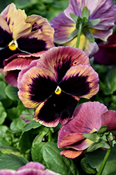 Matrix Sunrise Pansy (Viola 'PAS334539') at Hunniford Gardens