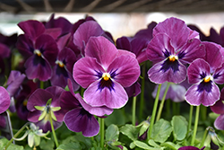 Sorbet XP Raspberry Pansy (Viola 'PAS786641') at Hunniford Gardens