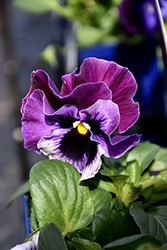 Frizzle Sizzle Raspberry Pansy (Viola x wittrockiana 'Frizzle Sizzle Raspberry') at Hunniford Gardens