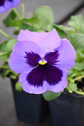 Matrix Ocean Pansy (Viola 'PAS419918') at Hunniford Gardens