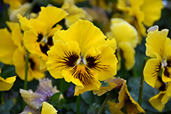 Frizzle Sizzle Yellow Pansy (Viola x wittrockiana 'Frizzle Sizzle Yellow') at Hunniford Gardens