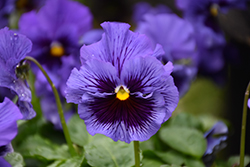 Frizzle Sizzle Blue Pansy (Viola x wittrockiana 'Frizzle Sizzle Blue') at Hunniford Gardens