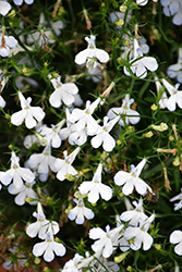 Techno Heat White Lobelia (Lobelia erinus 'Techno Heat White') at Hunniford Gardens