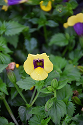 Catalina Gilded Grape Torenia (Torenia 'Catalina Gilded Grape') at Hunniford Gardens