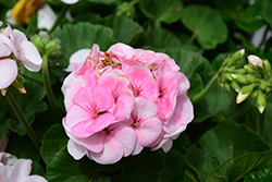 Maverick Appleblossom Geranium (Pelargonium 'Maverick Appleblossom') at Hunniford Gardens