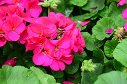 Maverick Violet Geranium (Pelargonium 'Maverick Violet') at Hunniford Gardens