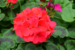 Maverick Red Geranium (Pelargonium 'Maverick Red') at Hunniford Gardens
